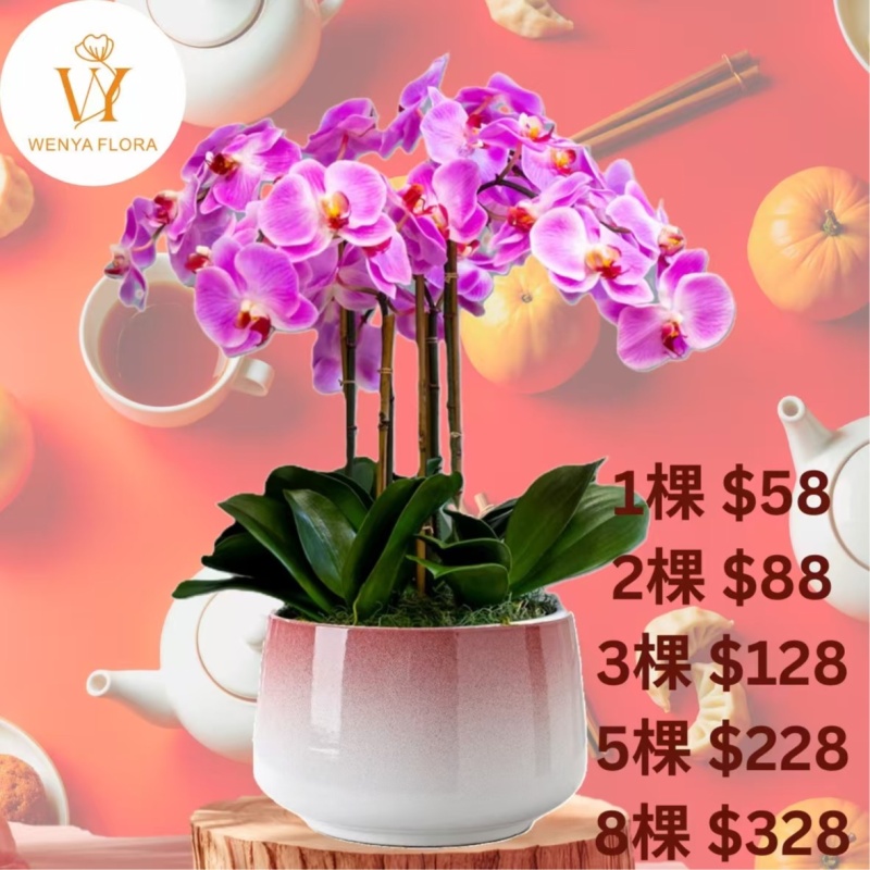 马年特惠-蝴蝶兰